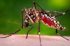 Muere otro niño infectado de dengue descarga 31