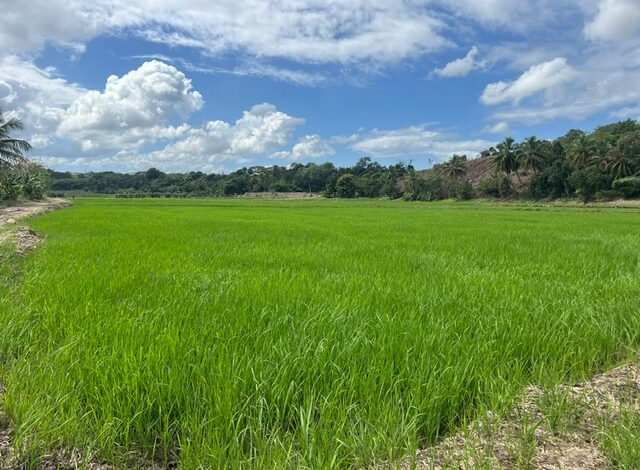 Funcionarios del Instituto Agrario Dominicano (IAD) quieren apropiarse ilegalmente de las tierras de los parceleros