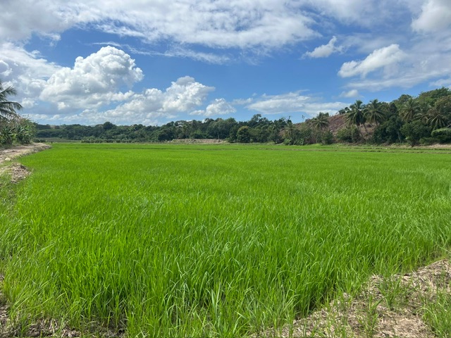 Funcionarios del Instituto Agrario Dominicano (IAD) quieren apropiarse ilegalmente de las tierras de los parceleros