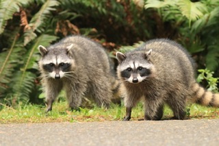 Declaran rabia una amenaza para ciudad de Nassau; residen miles dominicanos