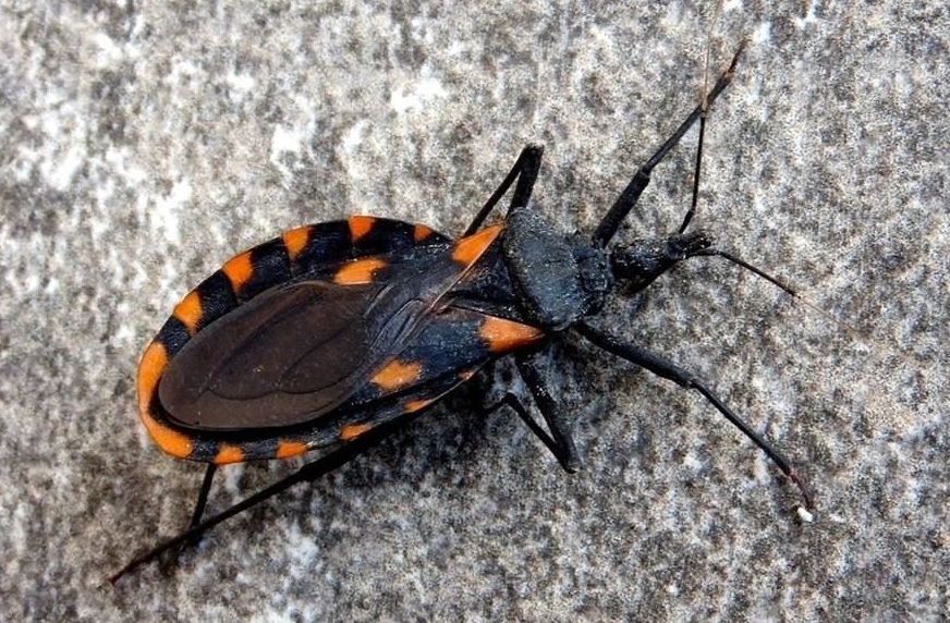 Alarma entre dominicanos NY aparición chinche asesina en el área tri estatal