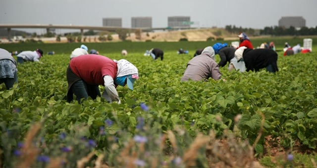 Según datos del Censo USA más de 1,2 millones inmigrantes han dejado la fuerza laboral