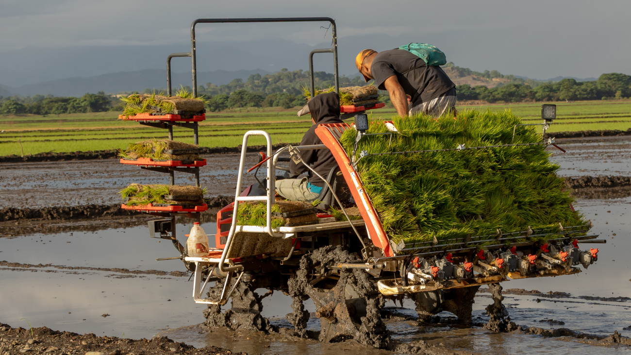 Inician proyecto de arroz sostenible