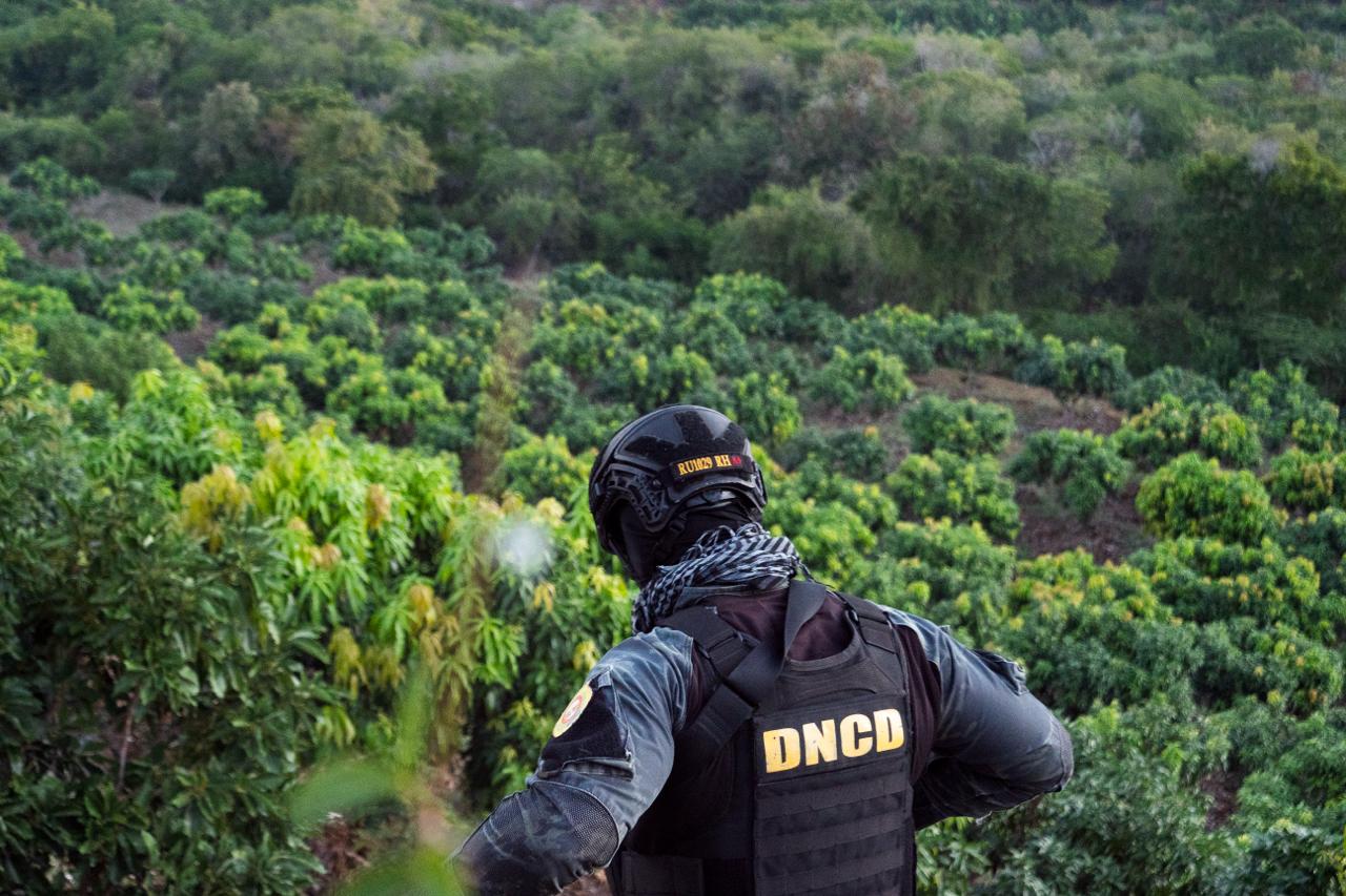 Peravia:Autoridades desmantelan Plantación de Marihuana