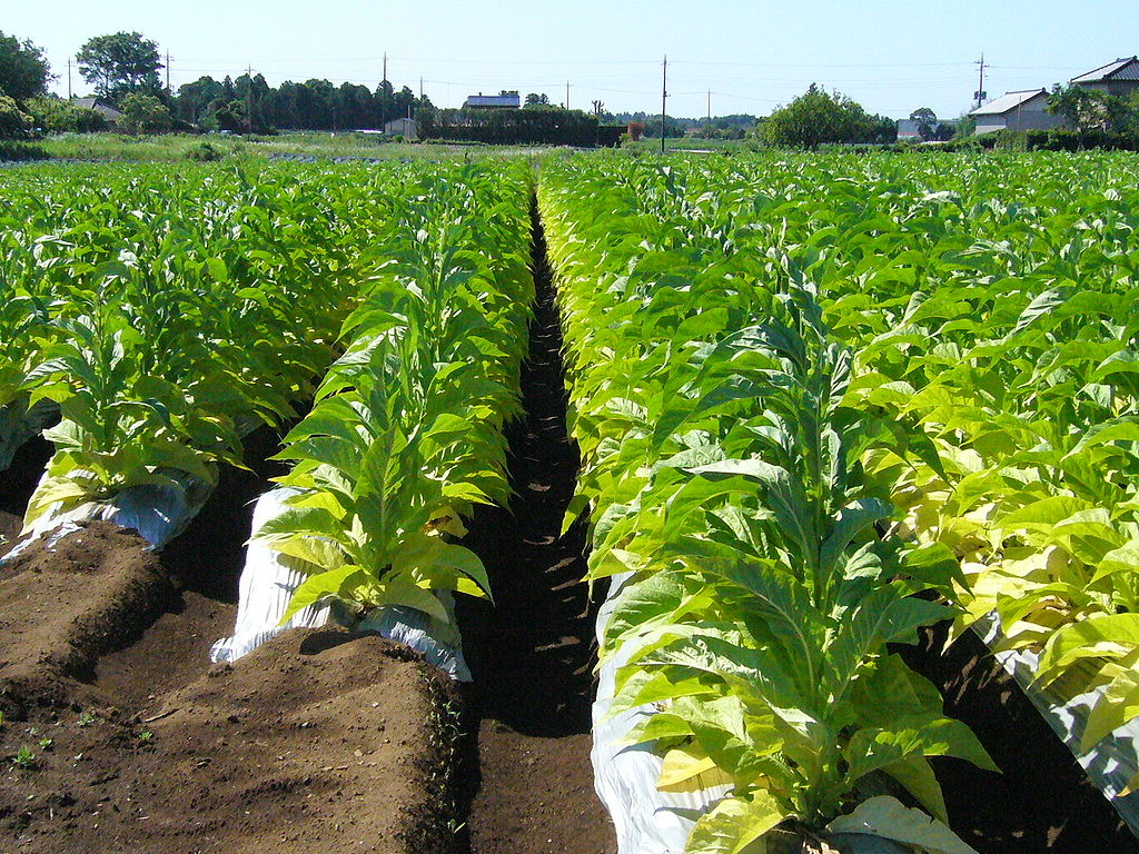 Tecnificación de riego impulsa la producción de tabaco en RD, informan INTABACO y TNR.