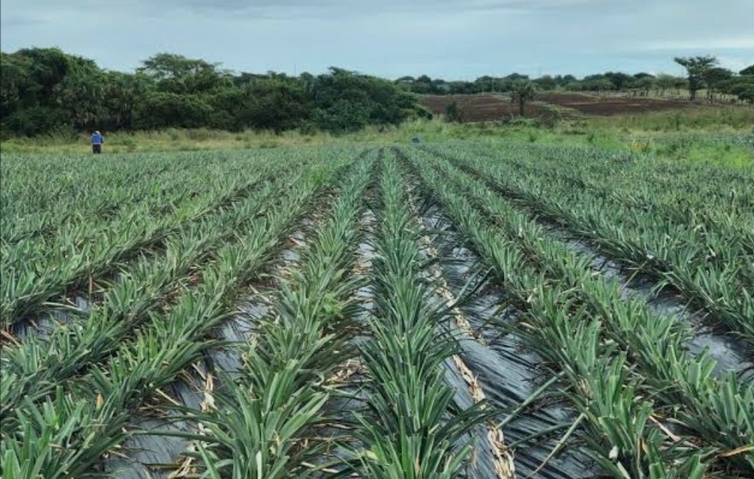 Productores de piña de María Trinidad Sánchez y Monte Plata al borde de la quiebra.