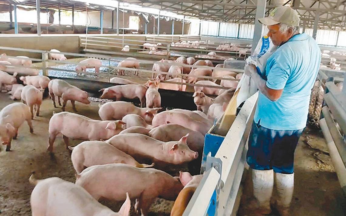 Productores de cerdos del país con el grito al cielo, fijarán posición este miércoles.
